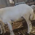 خروف للبيع