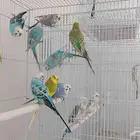 مجموعة طيور حب ( بادجي )