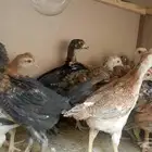 صيصان دجاج وفراريج
