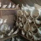 حمام فرنسي للبيع
