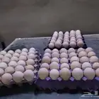 بيض رومي مخصب