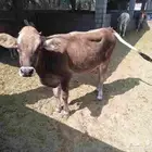 بقره للبيع لحم بكر ماولدت