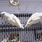 روز اللبينو