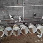 السلام عليكم حمام طبه