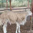 فحل حري