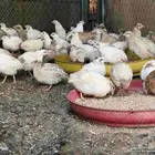 سمان فري تم تم البيع