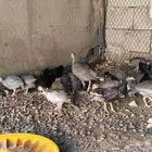 فروخ حجل