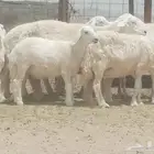 غنم حريه خلفات طيبه العدد 7 تحتها 7 واحده متوم