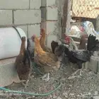 للبيع دجاج فيومي ذهبي شرط بيض وشرط صحه السوم120