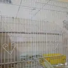 جوز روز البينو منتج