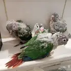 فروخ كنيور يلو سايد