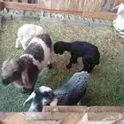 دواغير شرط100 رواضيع يرضع من اي عنز