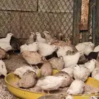 سمان فري تم تم البيع