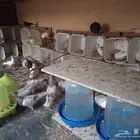 حمام للبيع