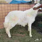 فحل حري طيب مشروط