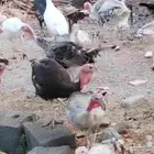 رومي