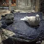 للبيع حمام ياكريم ماشاء الله حمام طيبه