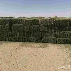 برسيم ساجر