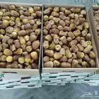 للبيع تمر سكري عضوي