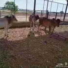 بقر 2 ثيران وخبشه