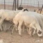 رخال رفيديه طيبه العدد 9 رووس