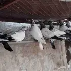حمام باكستاني