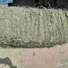 برسيم و اعلاف