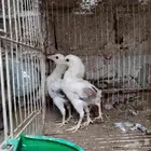 فروخ شامو يباني