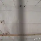 كروان اليف