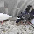 جوزين زغاليل حمام لاحم للأكل