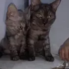 متوفرين لتبني