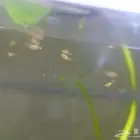 صغار اسماك الجوبي