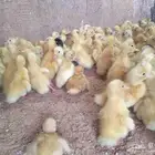 150 جوز صوص بط بكيني