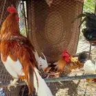 ذكور بلدي للبيع