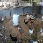 دجاج بلدي فيومي