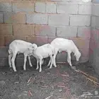 السلام عليكم عنز ثني وثلاث فران حول ثلاثه شهور