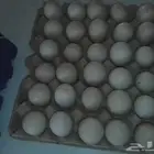 بيض بط بح 1 طبق متوفر