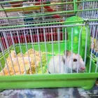 مجموعة من ااهمسترات للبيع