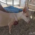 تيس قزمي