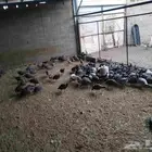 فروخ دجاج حبشي