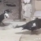 جوز بط مصري