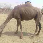 ناقه ساحليه جنب لها شهرين