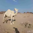 للبيع خفوت ميت ولدها له 4ايام