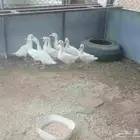 بط بكيني