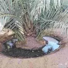 فروخ نخل للبيع