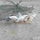 دجاج بلدي مهجن