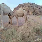 للبيع بكره لها 7شهور على الحليب سمين