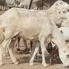غنم رفيديه خلفات العدد 16 تحتها 16
