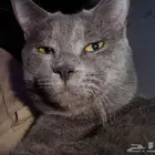 قط ذكر للتبنى سكوتش على شيرازى