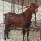 تيس ادهم فاخر